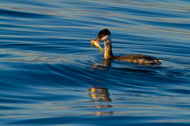 Horned Grebe Eating Fish